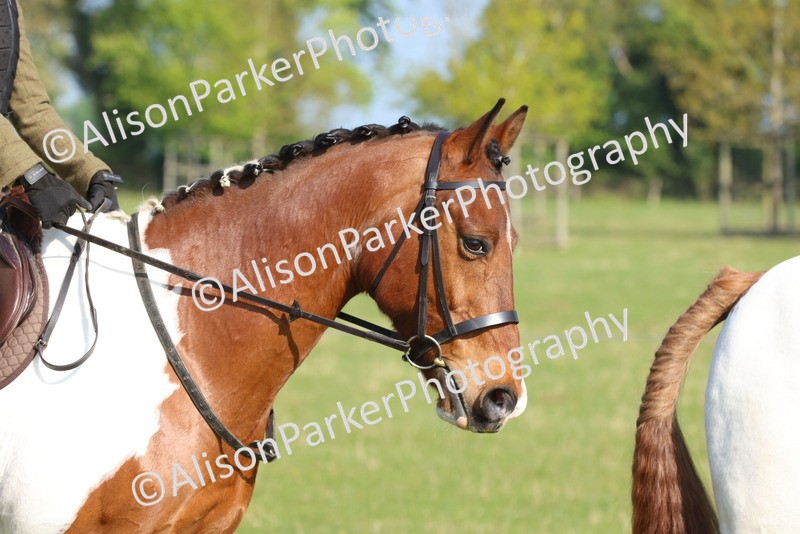 20250427-0493 - Class 17 - Novice Showing