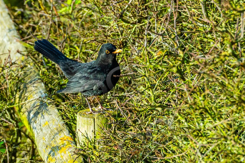 Blackbird Turdus merula-2910 - UK birds