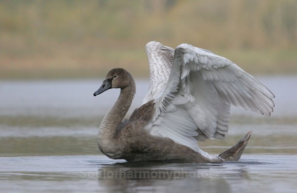Cygnet, Angel Wings - Wildlife Wildlife