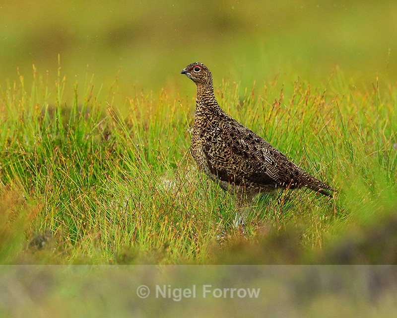 Scottish Red Grouse, low angle shot - Red Grouse