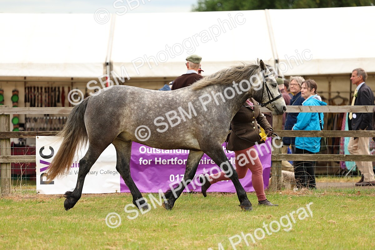 SBM_04151 - Class 64-67 - Shetland Pony In Hand
