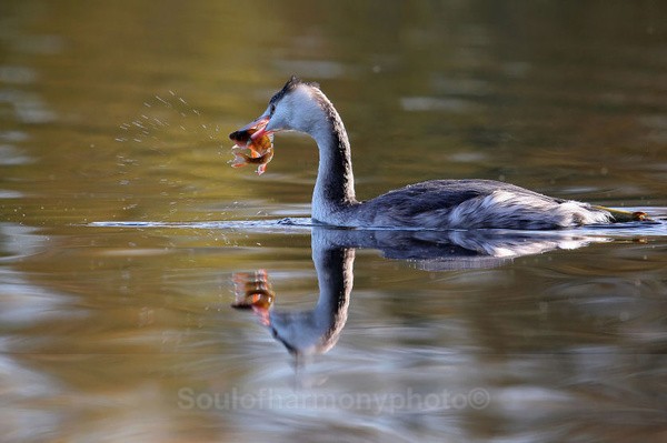 Grebe - Wildlife Wildlife