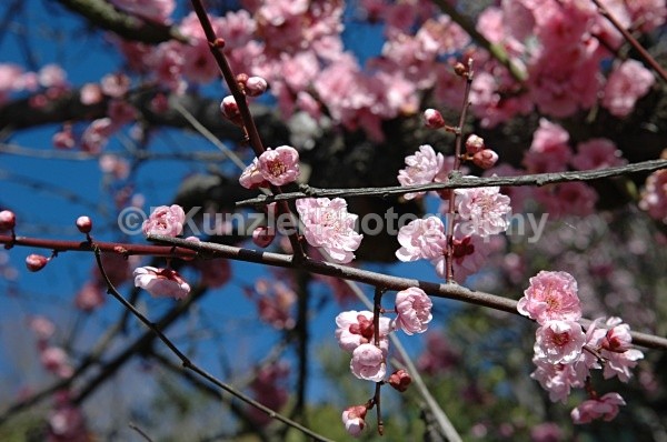  - Golden Gate Park Springtime