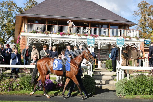 yr08102022r2-1 - Race 2 2.05pm The Coral Rockingham Stakes