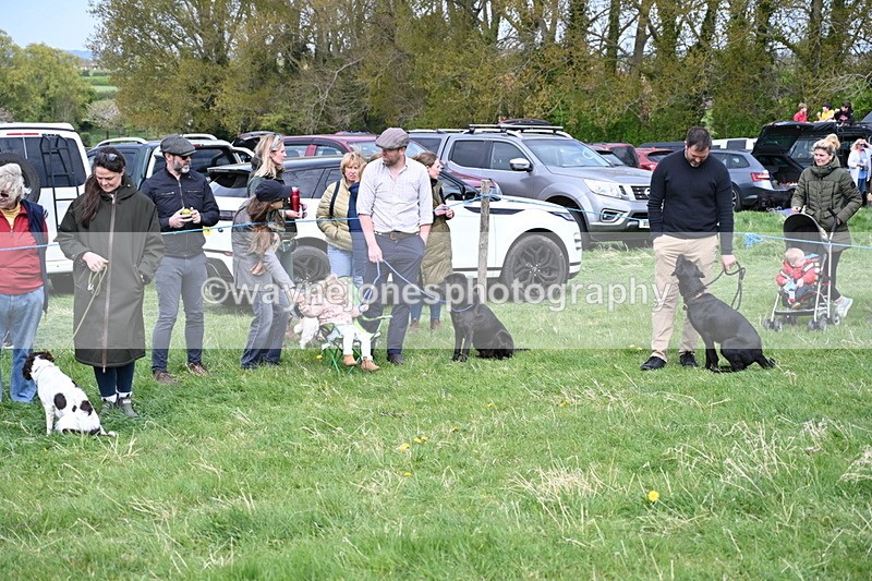 WJ6_8741 - Class 8 Best Working / Gun Dog or Bitch