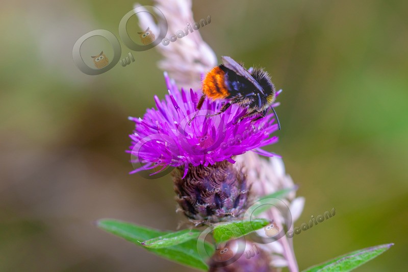 Bumble bee-5918 - Insects from around the world