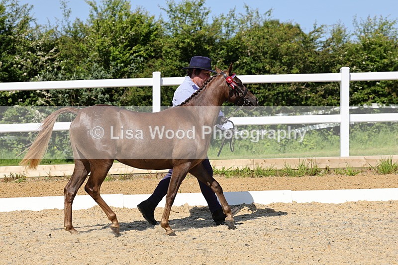 1X9A1126 - Class 9: Open Part Bred