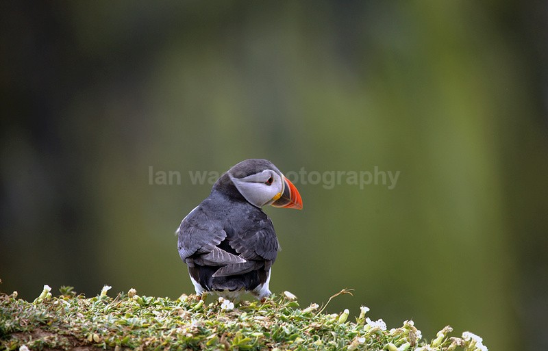Puffin Skomer Island in Wales - Birds, swans and gulls