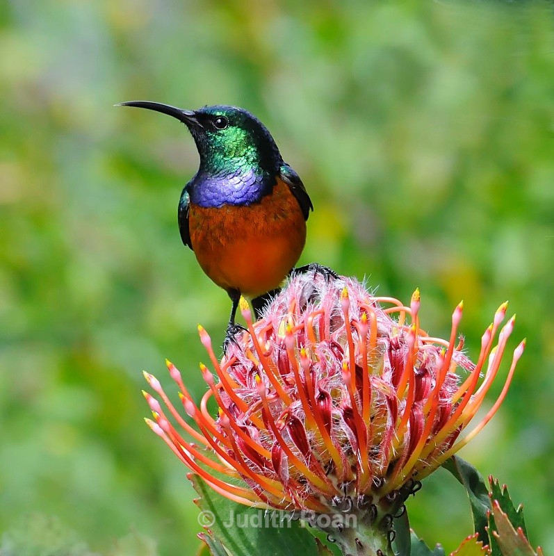 Orange-breasted Sunbird male - South Africa Birds and Mammals