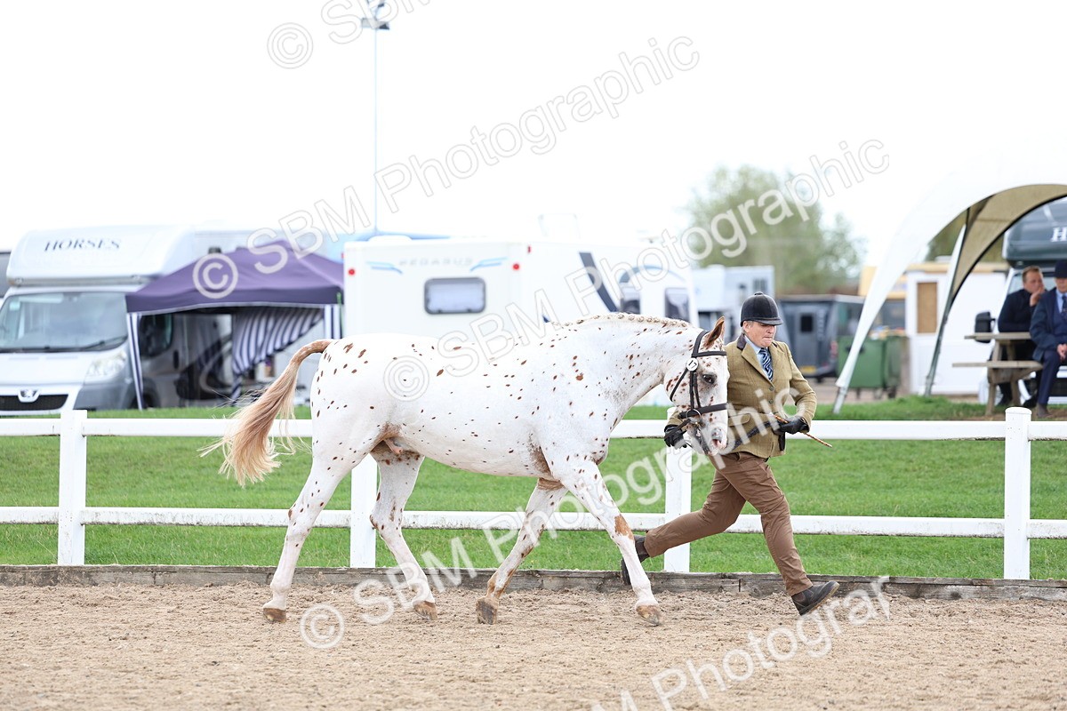 SBM_05049 - Class 27 - IH Competition Horse or Pony