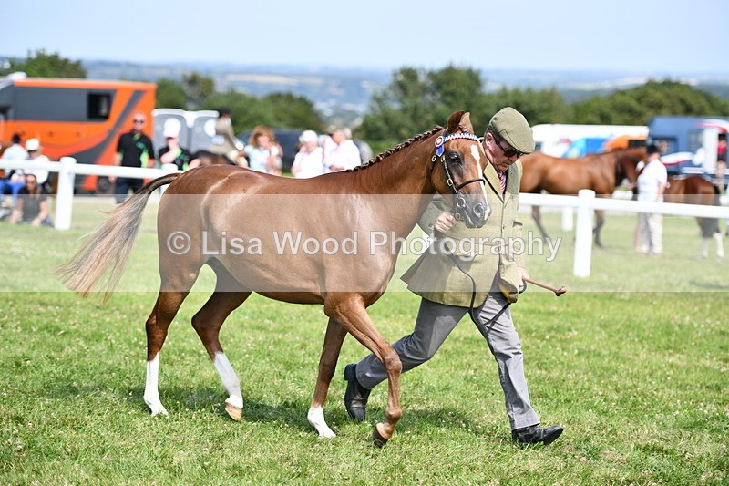 DSC_8349 - Class 68: Part Bred In Hand M & M