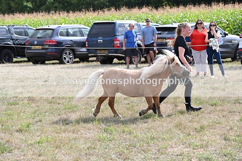 WJ6_6948 - Class 21 Shetland & Mini Horses