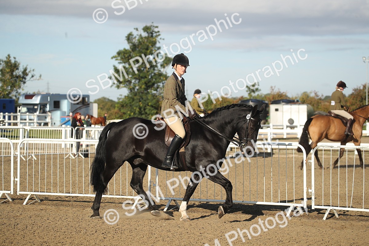 SBM_11496 - Class 502 - Riding Club Horse