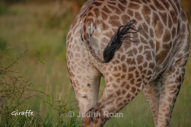  - South Africa Birds and Mammals