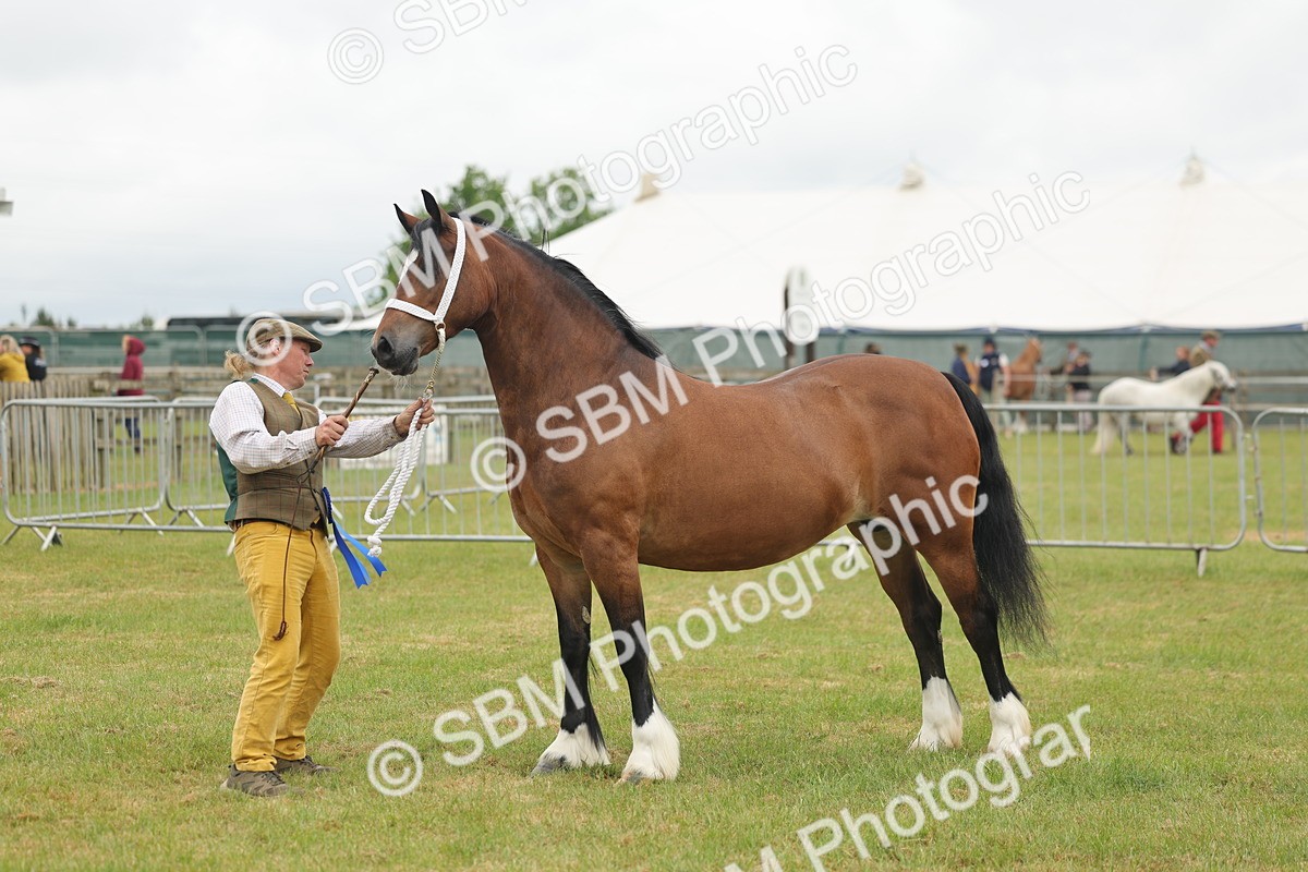 SBM_04943 - Class 50-57 - M&M Welsh Pony In Hand