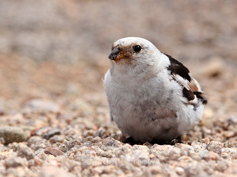 Snow Bunting on the ground at the top of Cairn Gorm Mountain - Snow Bunting