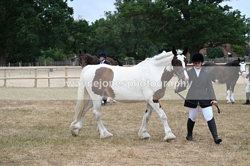 WJ7_0056 - Class 5a Most Handsome Gelding (above 14.2hh)