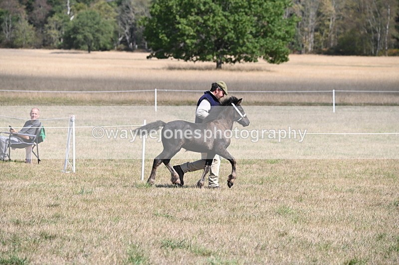 WJ6_5150 - Class 17 Mountain & Moorland