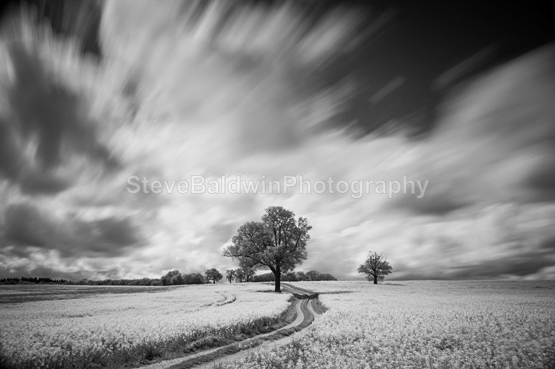 Oilseed Rape Under Big Hertfordshire Sky:49E - Earth: Close to Home