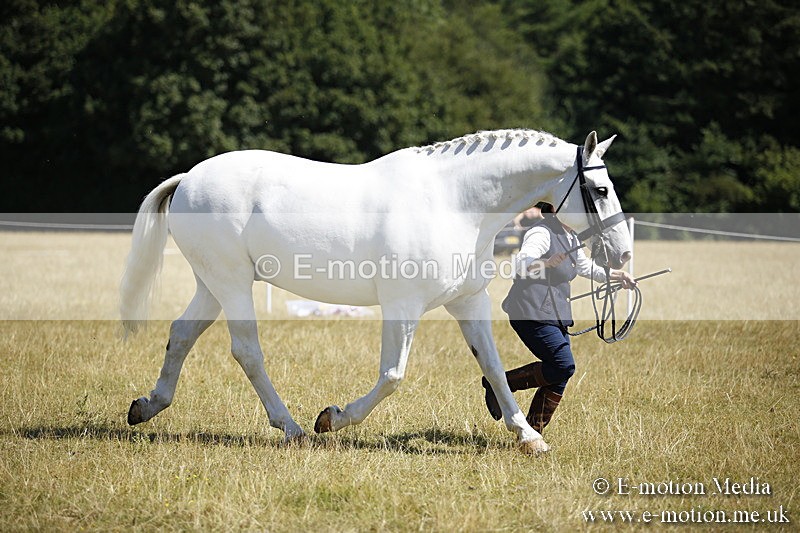 _C7A9761 - BVRC Sow 2018 Ring 2