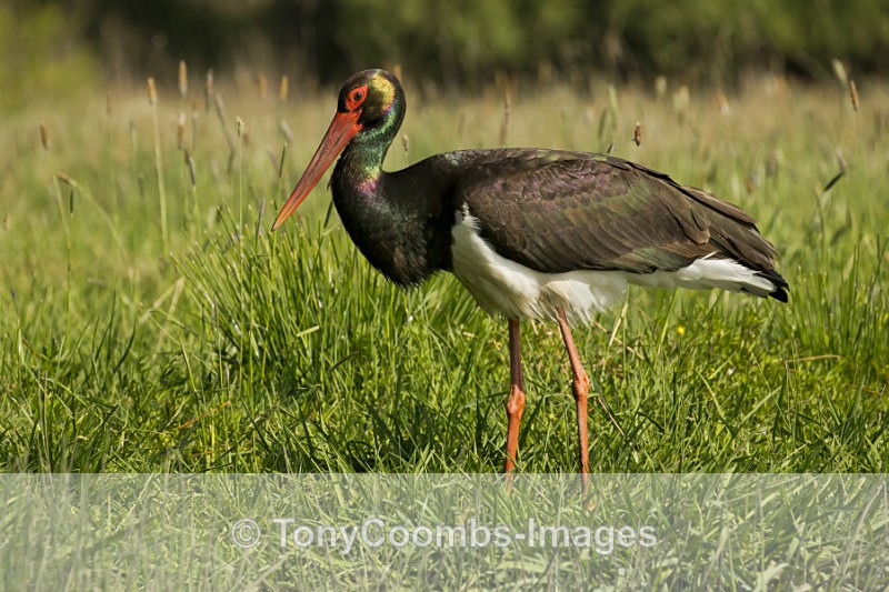 Black Stork - Egret & Stork Hide