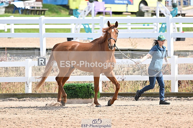 240717A-155310-03138 - Trot Up 3pm to 4pm