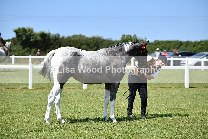 DSC_7538 - Class 63: Coloured Horse Youngstock