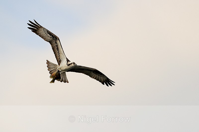 Flying Osprey carrying fish, Blue Cypress Lake, Florida - Osprey