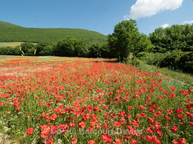 Field poppies (Papaver rhoeas), and other weeds of cultivation - Flowers in the Landscape - 2