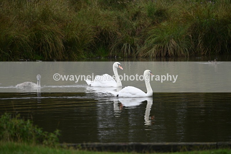WJ7_9701 - Time at Water 12:24 to 13:32