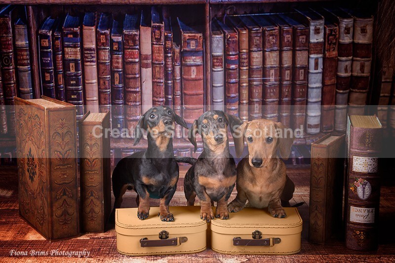 dogs-110 - Animal Portfolio