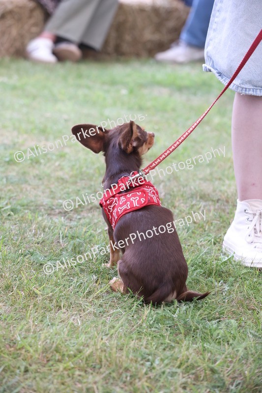 20250607-0206 - Class 4 - Little and Large