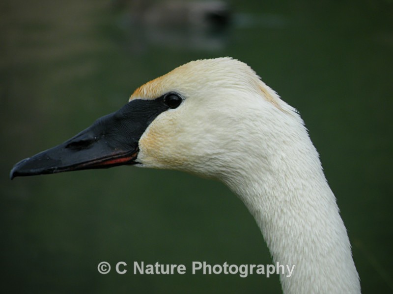 Trumpeter Swan - Birds