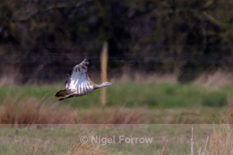 Lift-off of the Great Bustard from Big Otmoor - Great Bustard