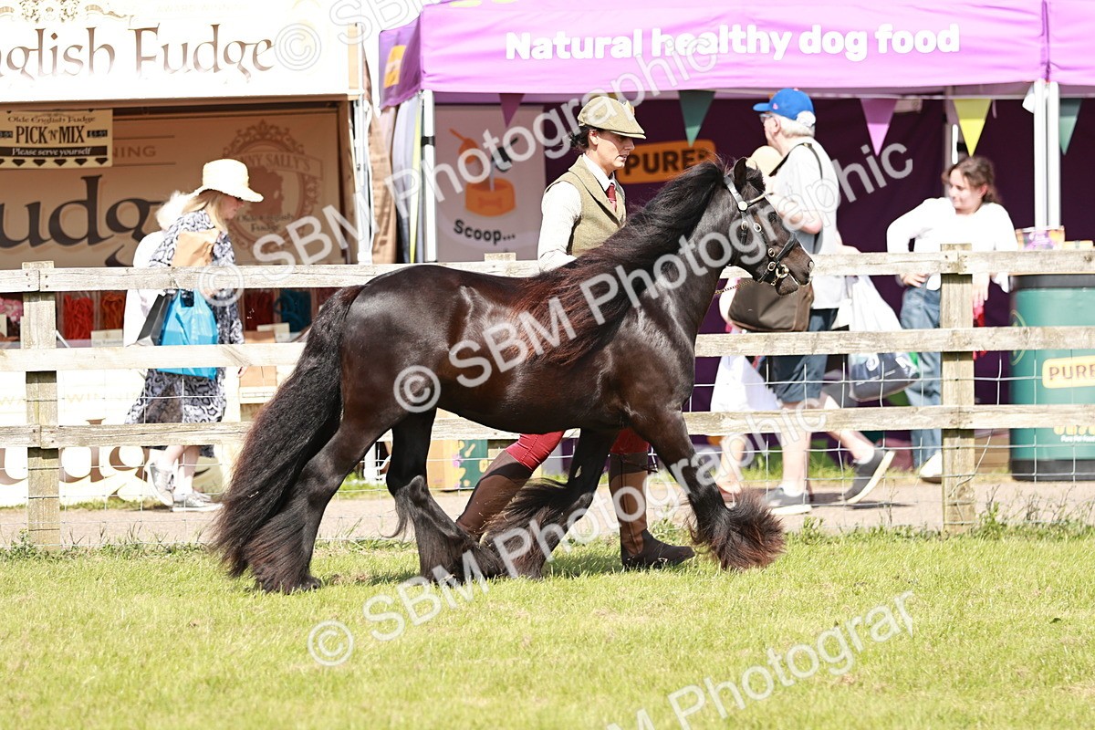 SBM_08540 - Class 63-65 - Traditional Gypsy Cobs In Hand & Ridden