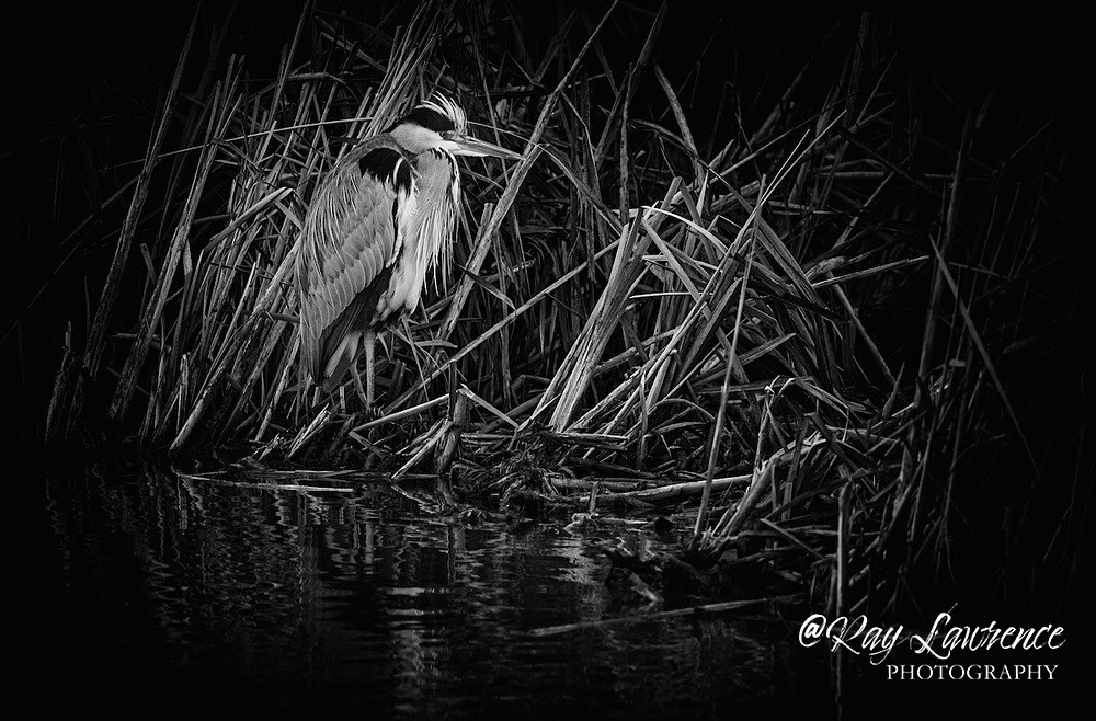 Grey Heron Ardea Cinerea -RLP_1306b - Natural World