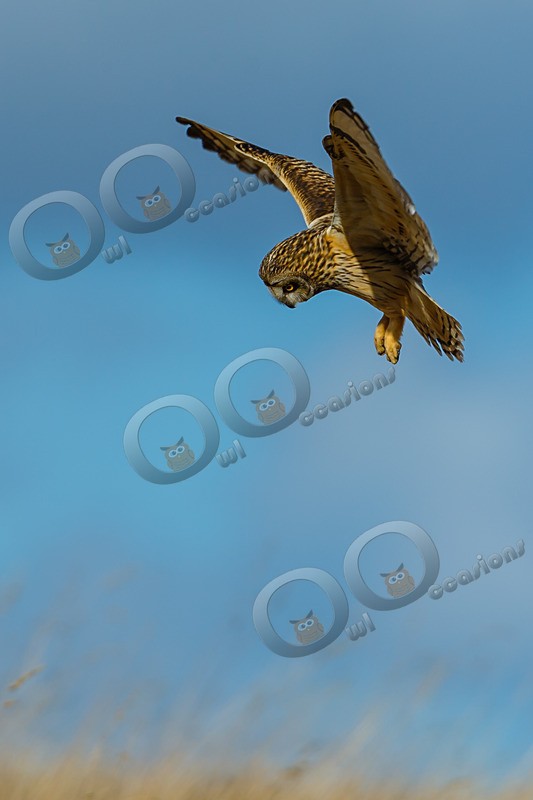 short eared owl Asio flammeus-4544 - Owls of the World