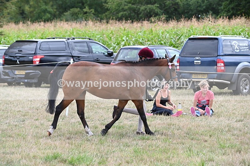 WJ6_6191 - Class 19 In-hand Veterans (Uploaded correct folder)