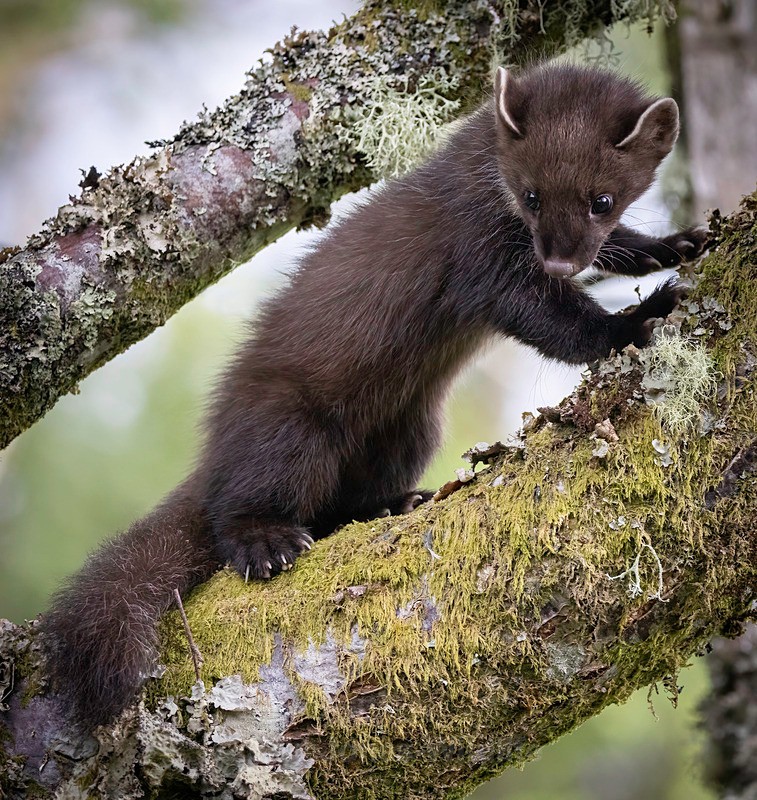 Pine Martin, Ardnamurchan, Scotland - PINE MARTENS