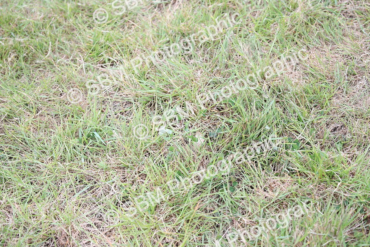 SBM_05809 - Class 12-15 - HOYS Private Driving