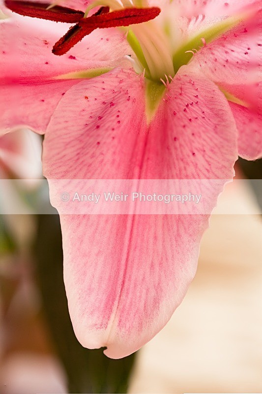 20120101-_MG_8586-791 - Plants & Flowers