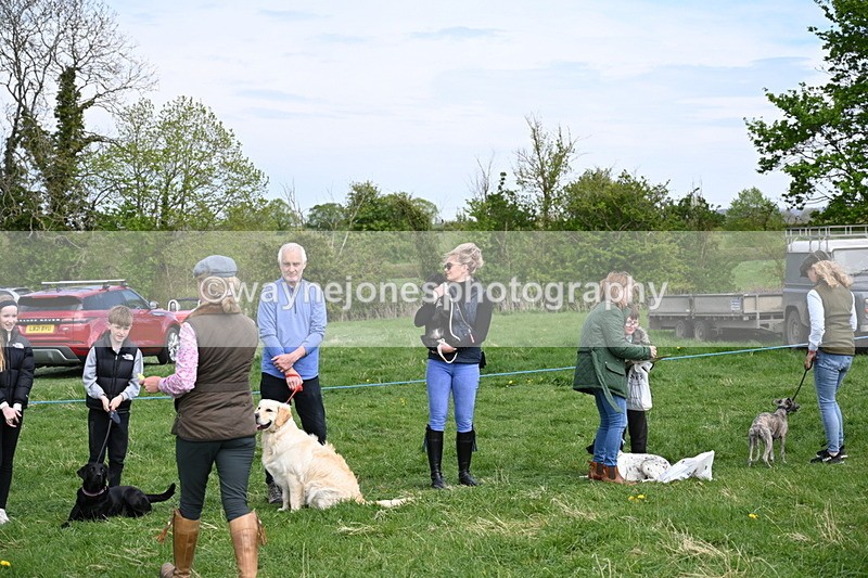 WJ6_9133 - Class 8 Best Working / Gun Dog or Bitch