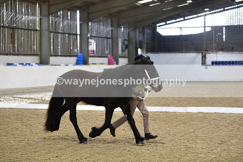 WJ5_4243 - Class 6 In hand M&M - Large Breeds