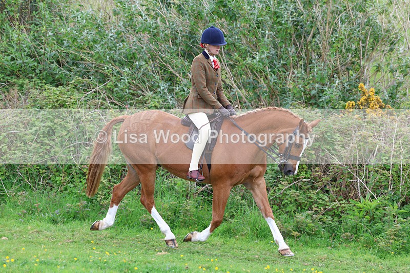 3E7A1969 - Class 10: Ridden Sports Horse
