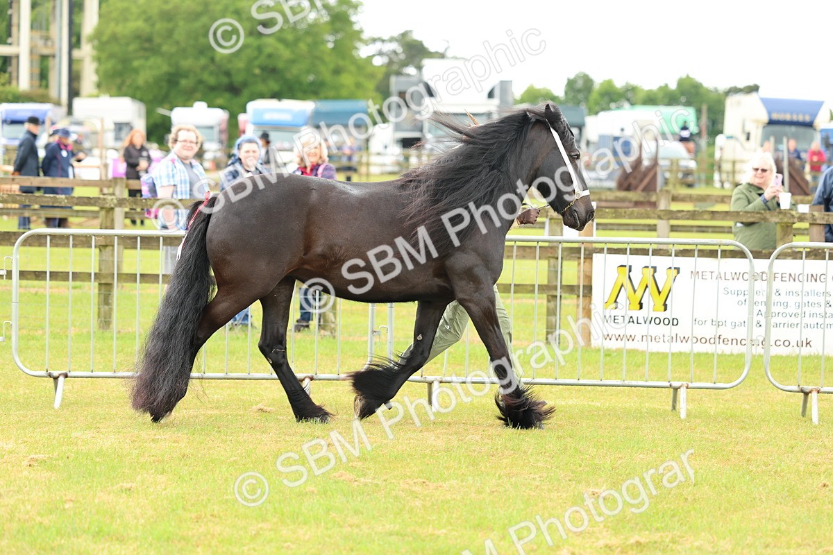 SBM_00478 - Class 58-67 - M&M Non Welsh Pony In hand