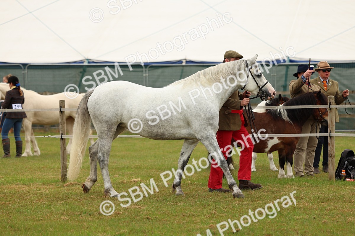 SBM_04269 - Class 64-67 - Shetland Pony In Hand