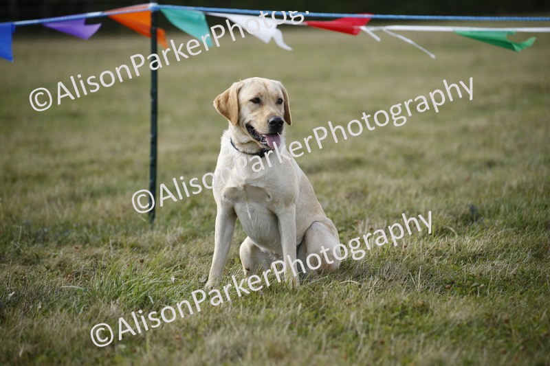 20250831-3918 - Dog Show