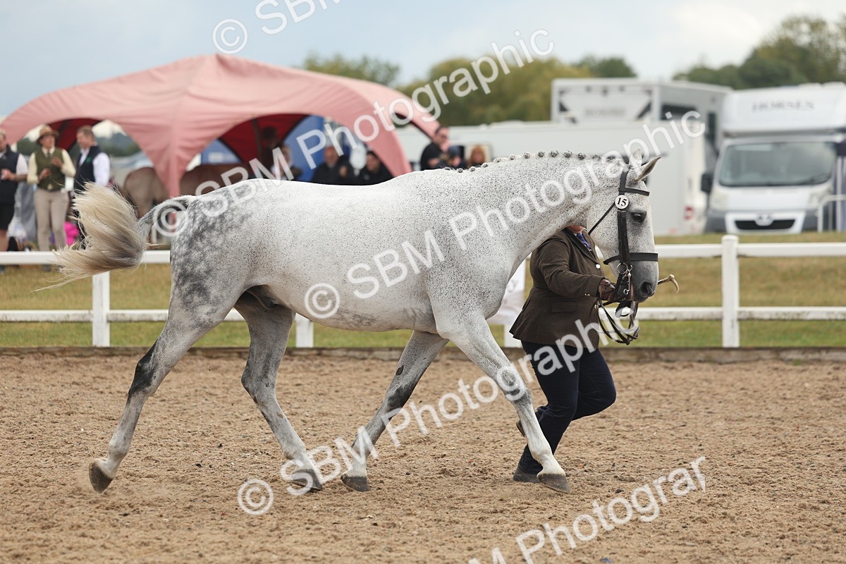 SBM_07933 - Class 28 - IH Veteran Horse