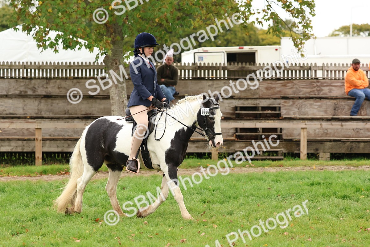 SBM_59951 - S36 - Rehabiliated Rescue Horse & Pony In Hand & Ridden