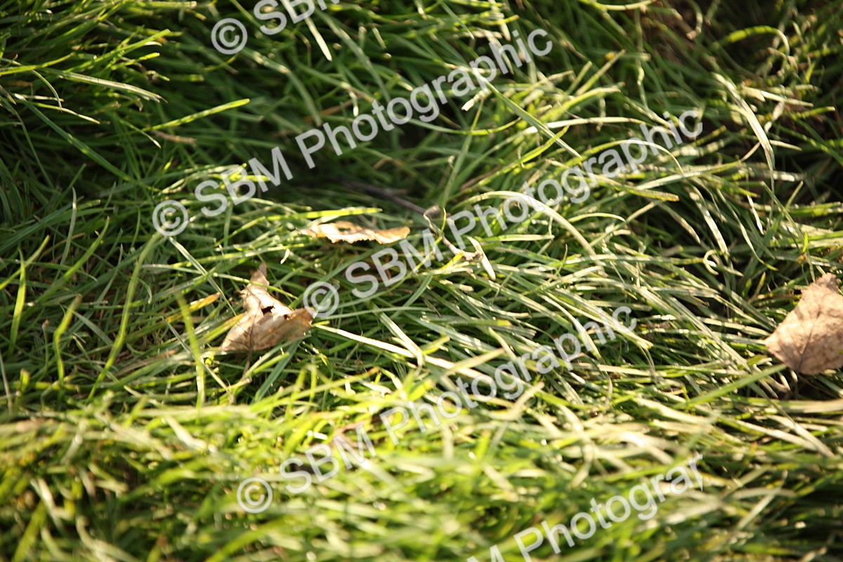 SBM_54367 - S27 - Mature Veteran - Ridden